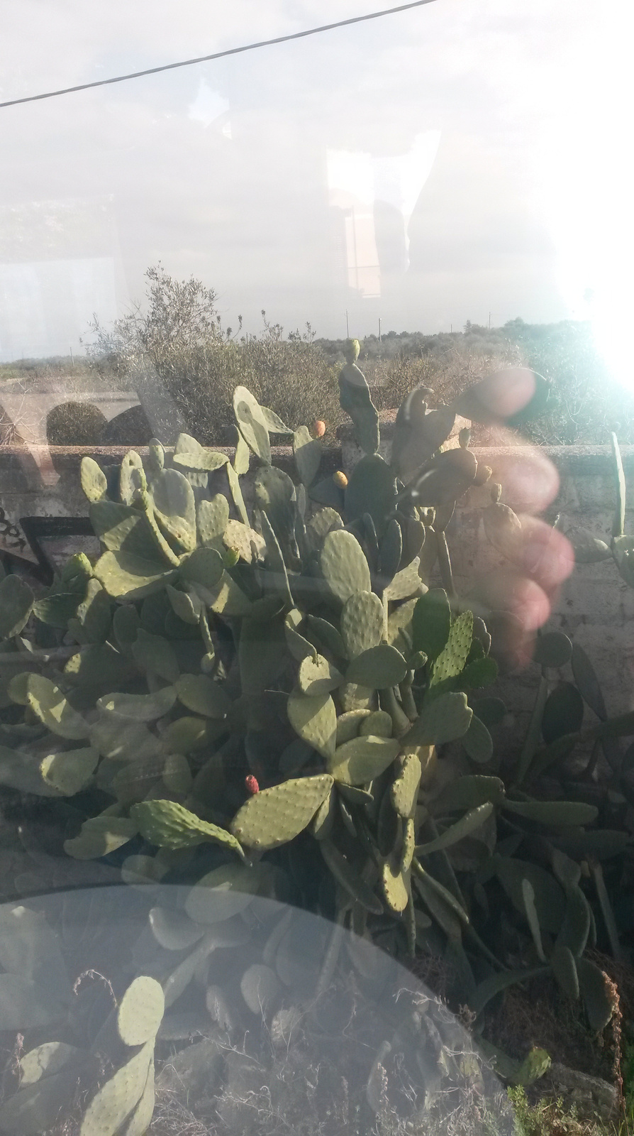 Vonat ablakból kaktusz (1)
