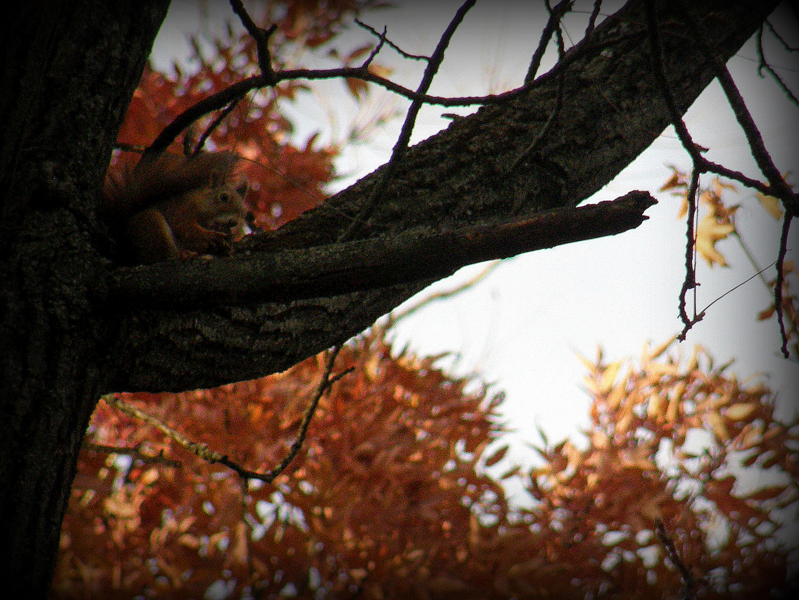 mókus ősszel