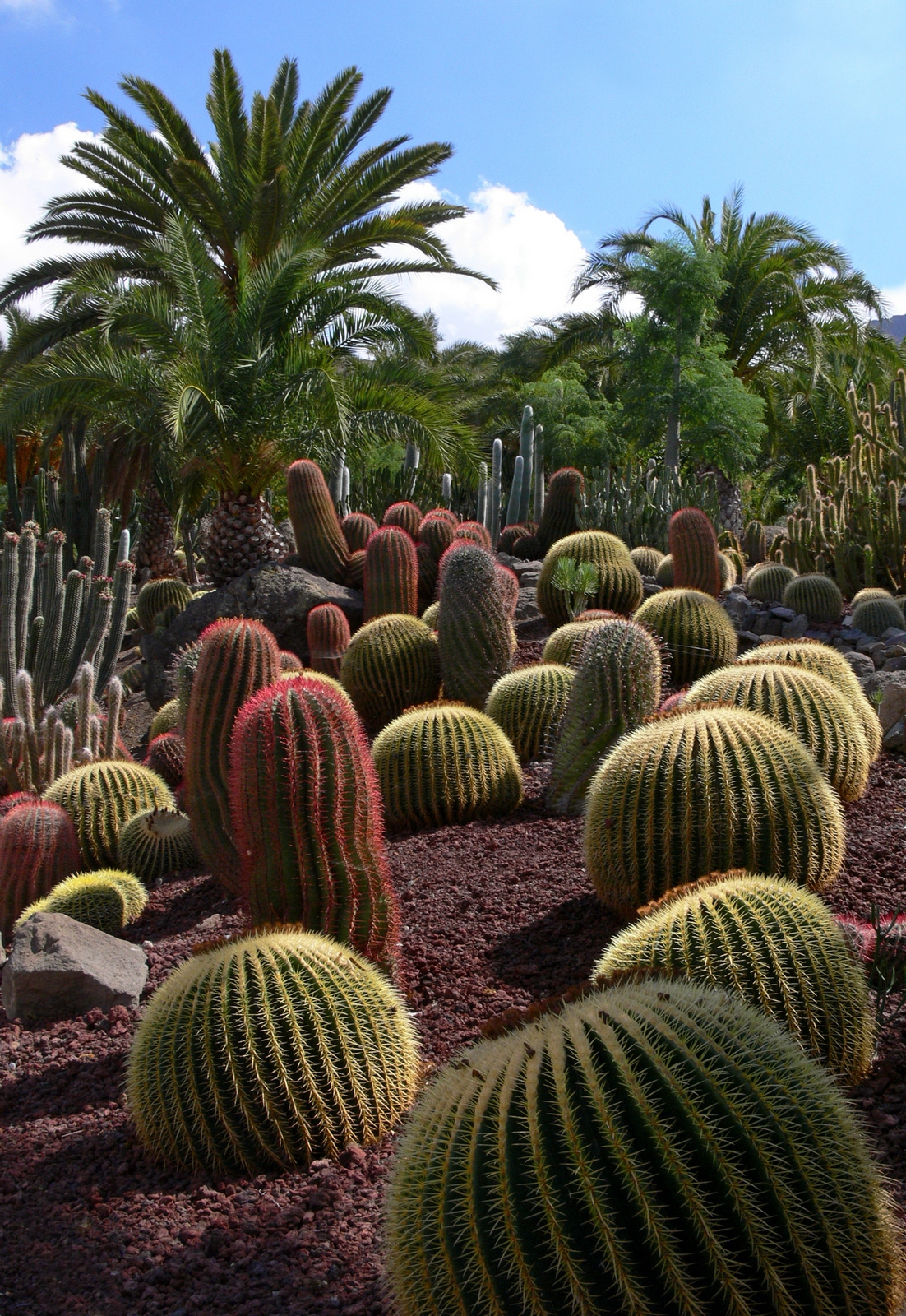 Gran Canaria – Cactualdea