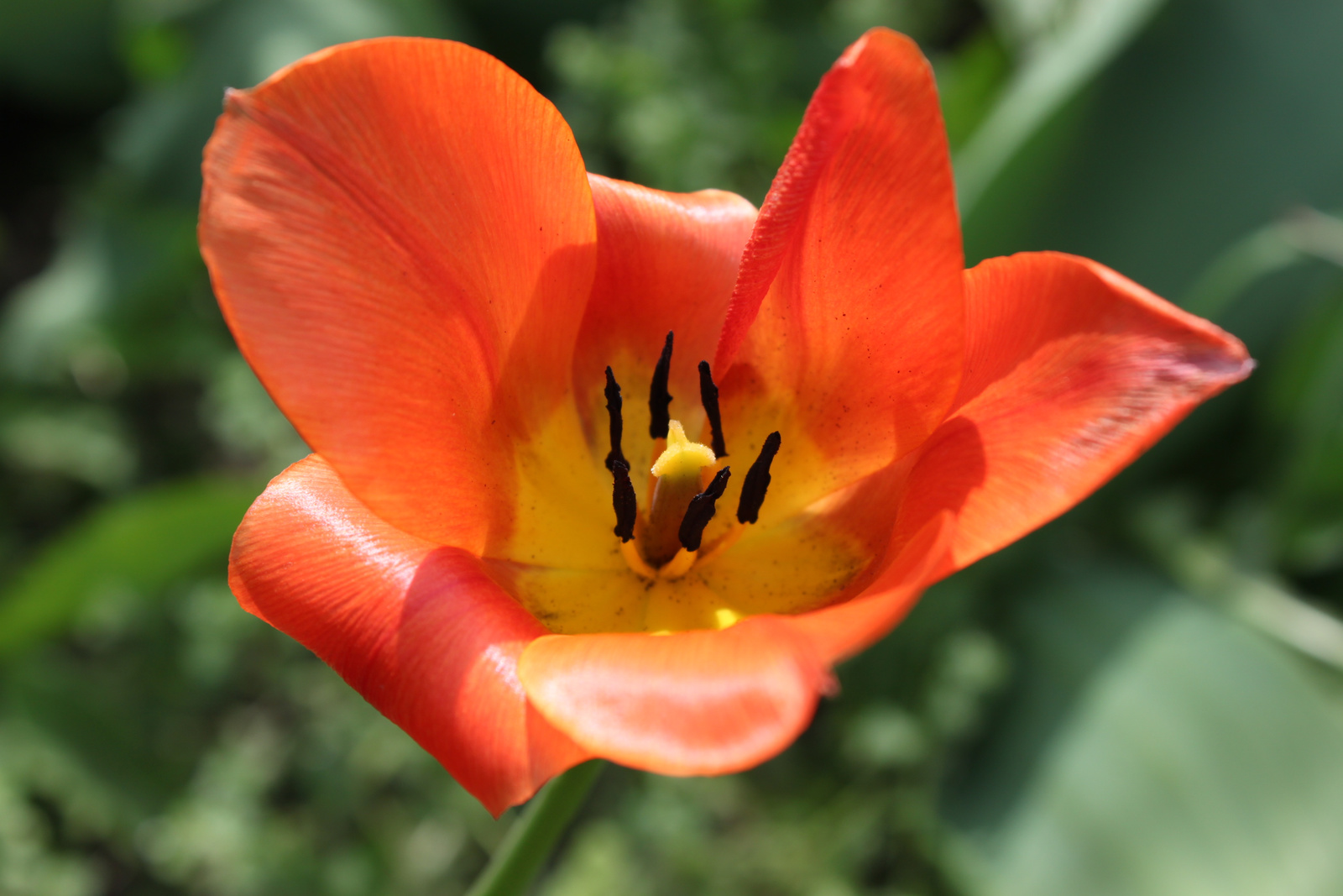 Vörös tulipán
