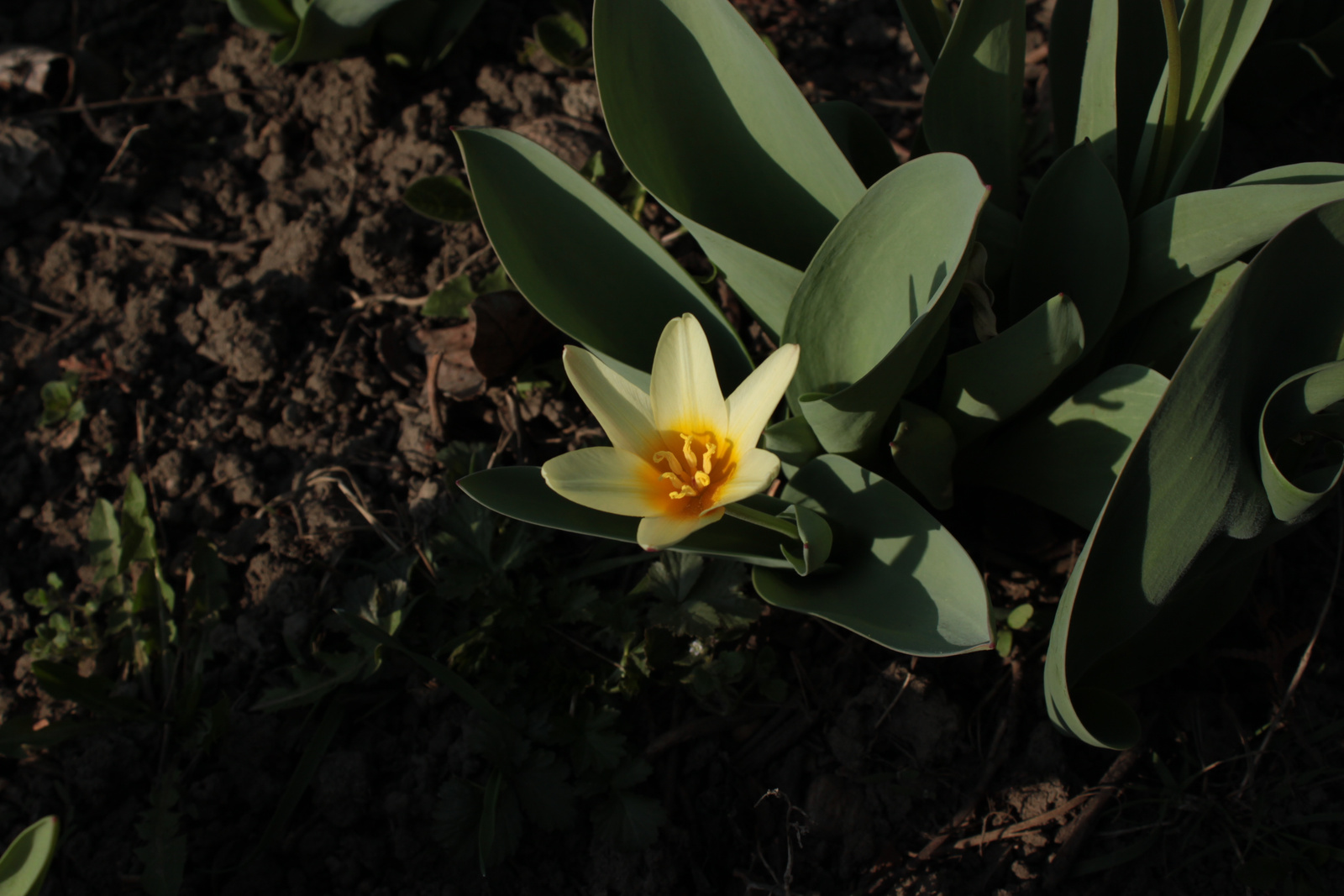 Napfürdőző tulipán