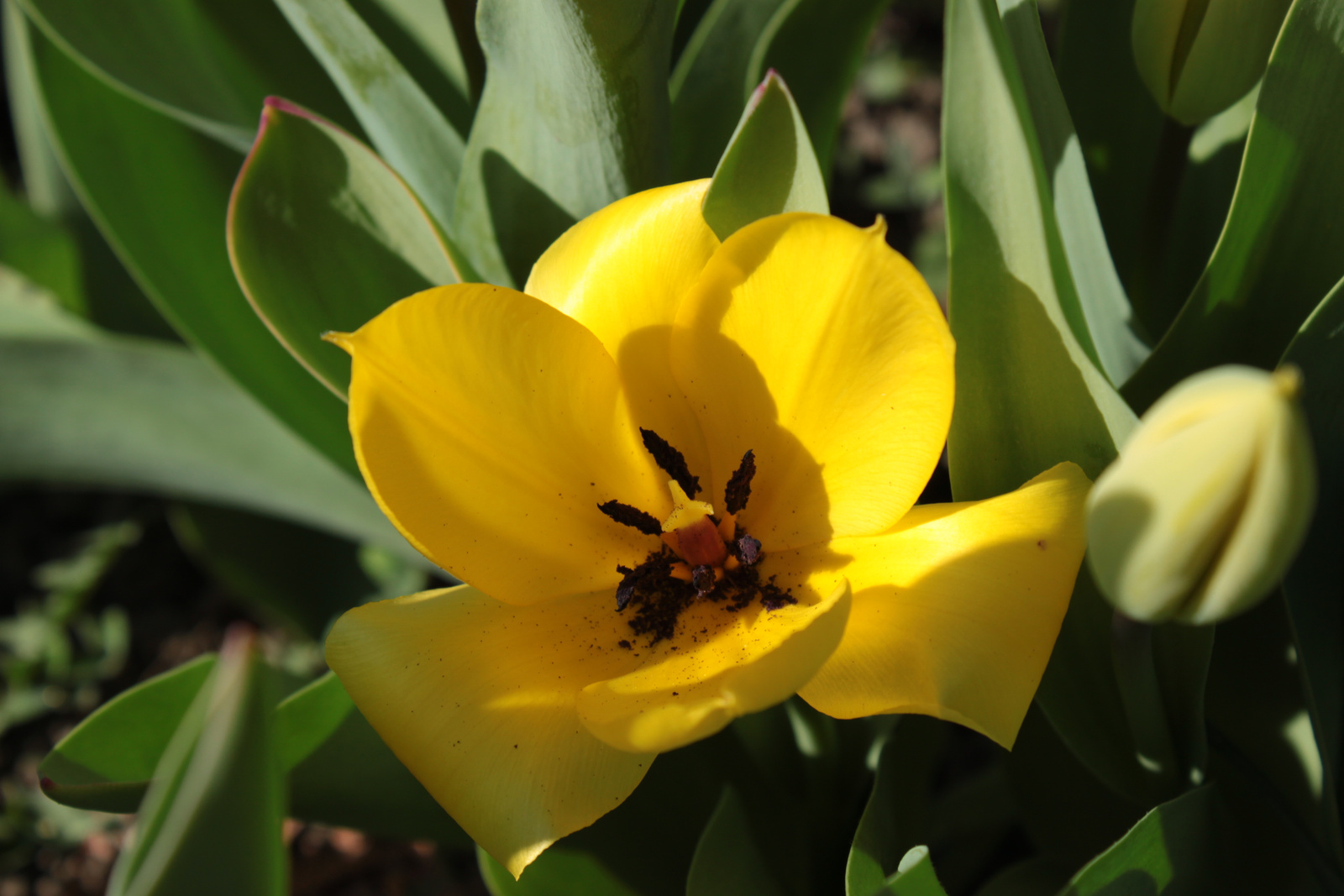 A sárga tulipánom