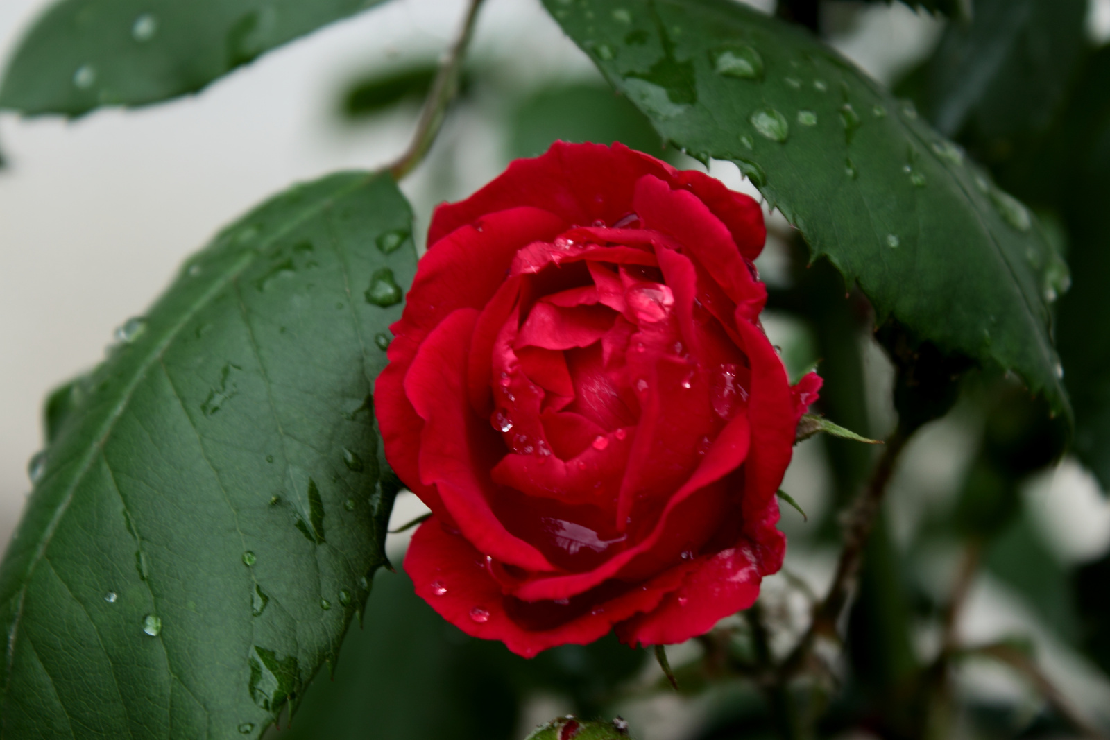 Vörös rózsa eső után