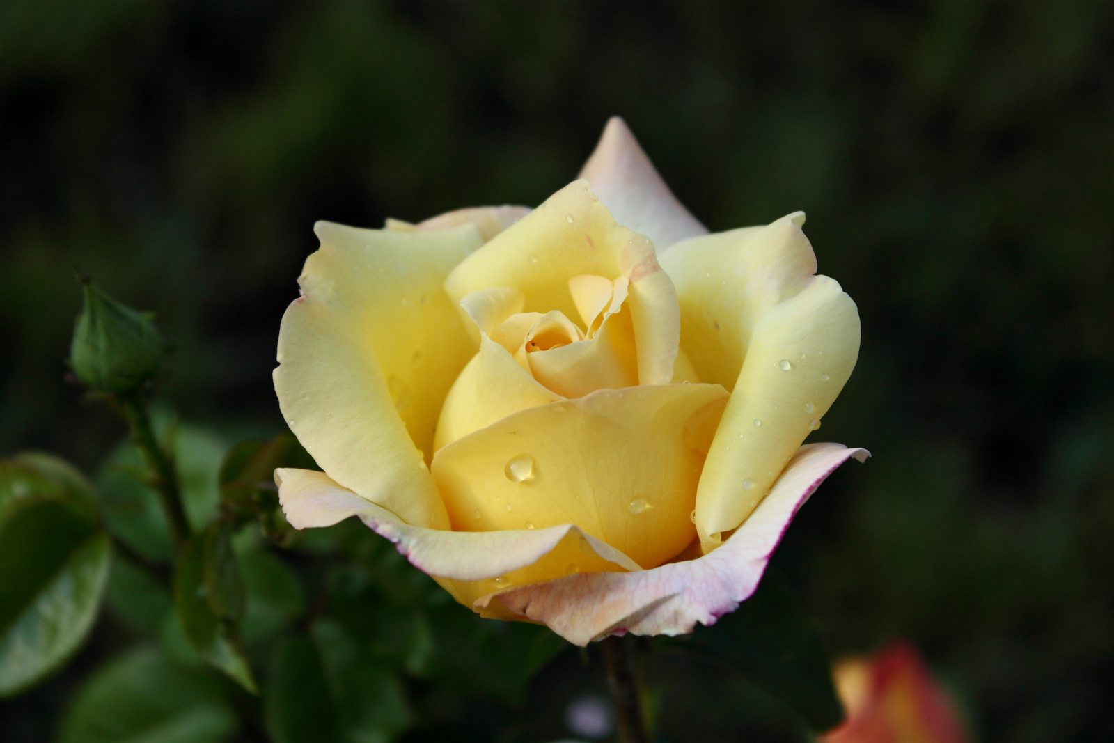 Sárga rózsa reggel