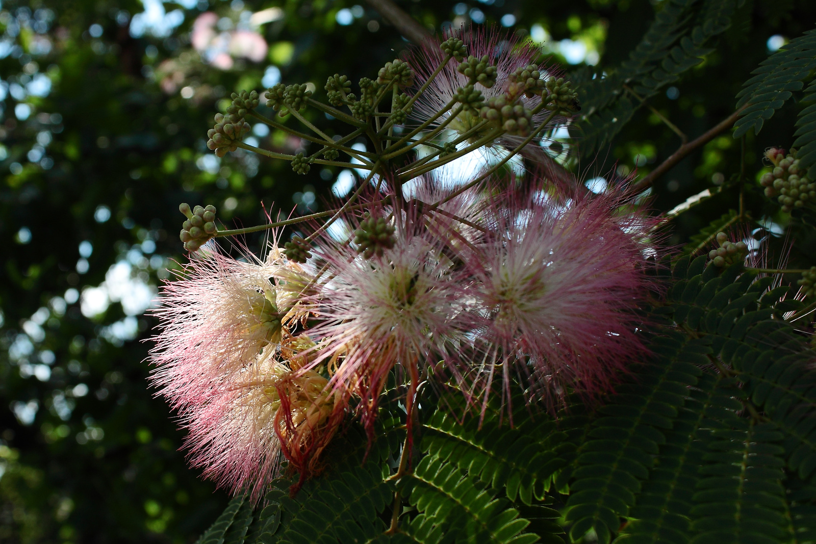 Albizia (selyemakác) No.1