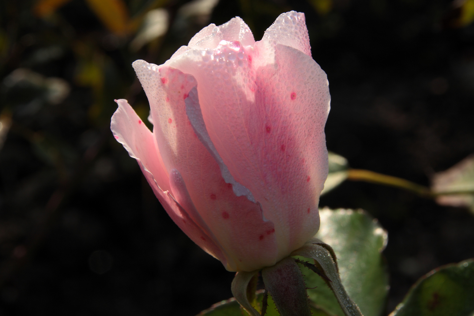 Novemberi rózsa