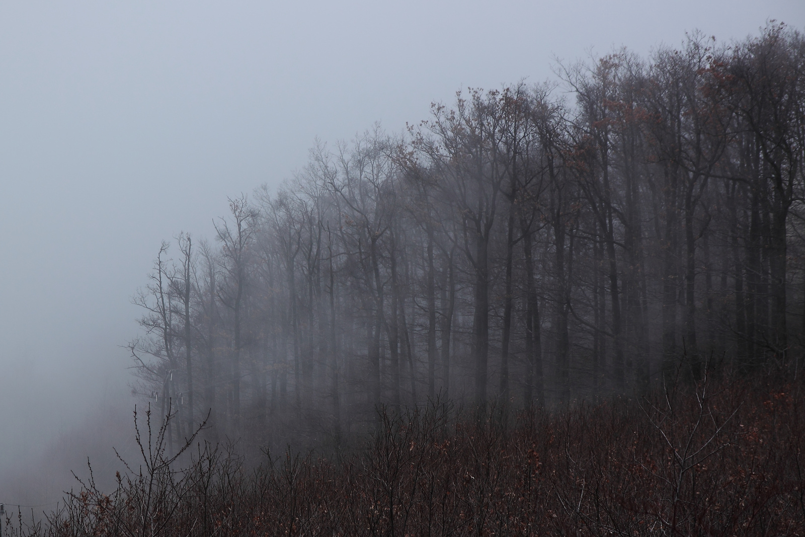 Ködös erdőszéle