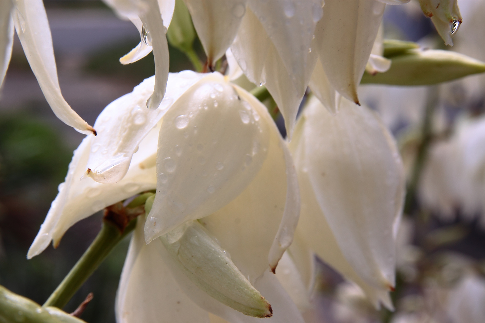 Fehér virágok eső uán