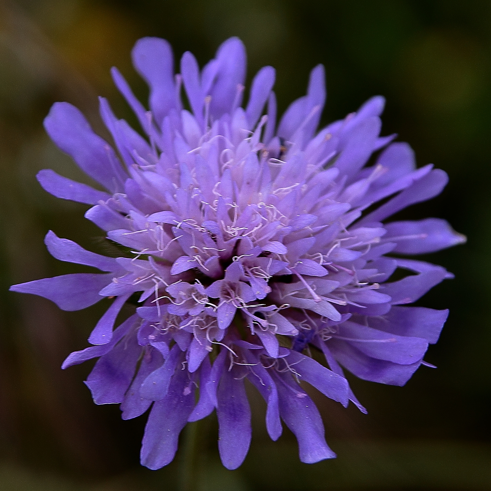 Lila virág - Mezei varjúfű