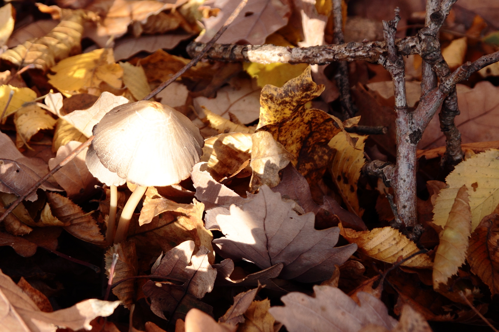 Fehér gombák sűrű avarban