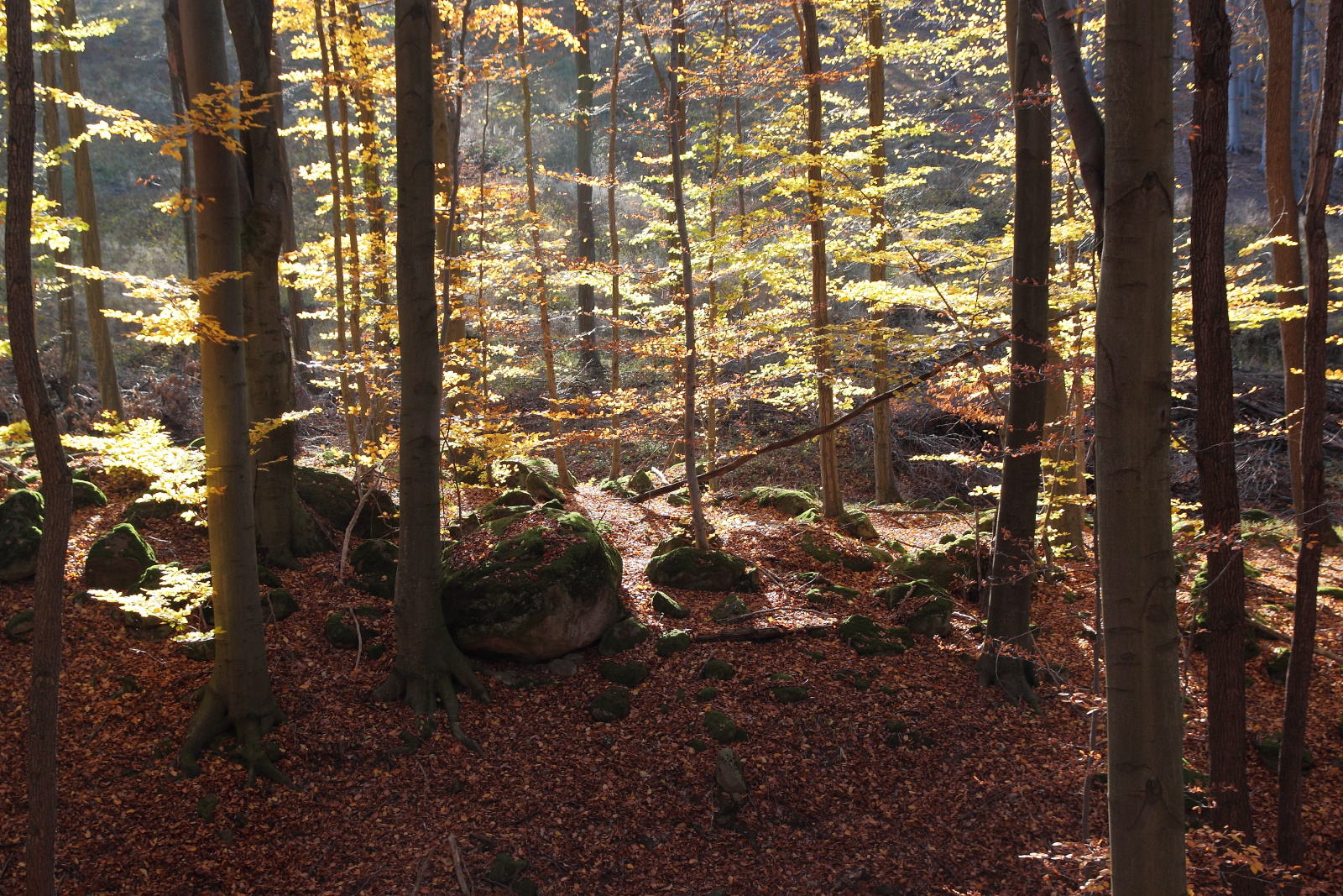Napsütéses őszi erdő