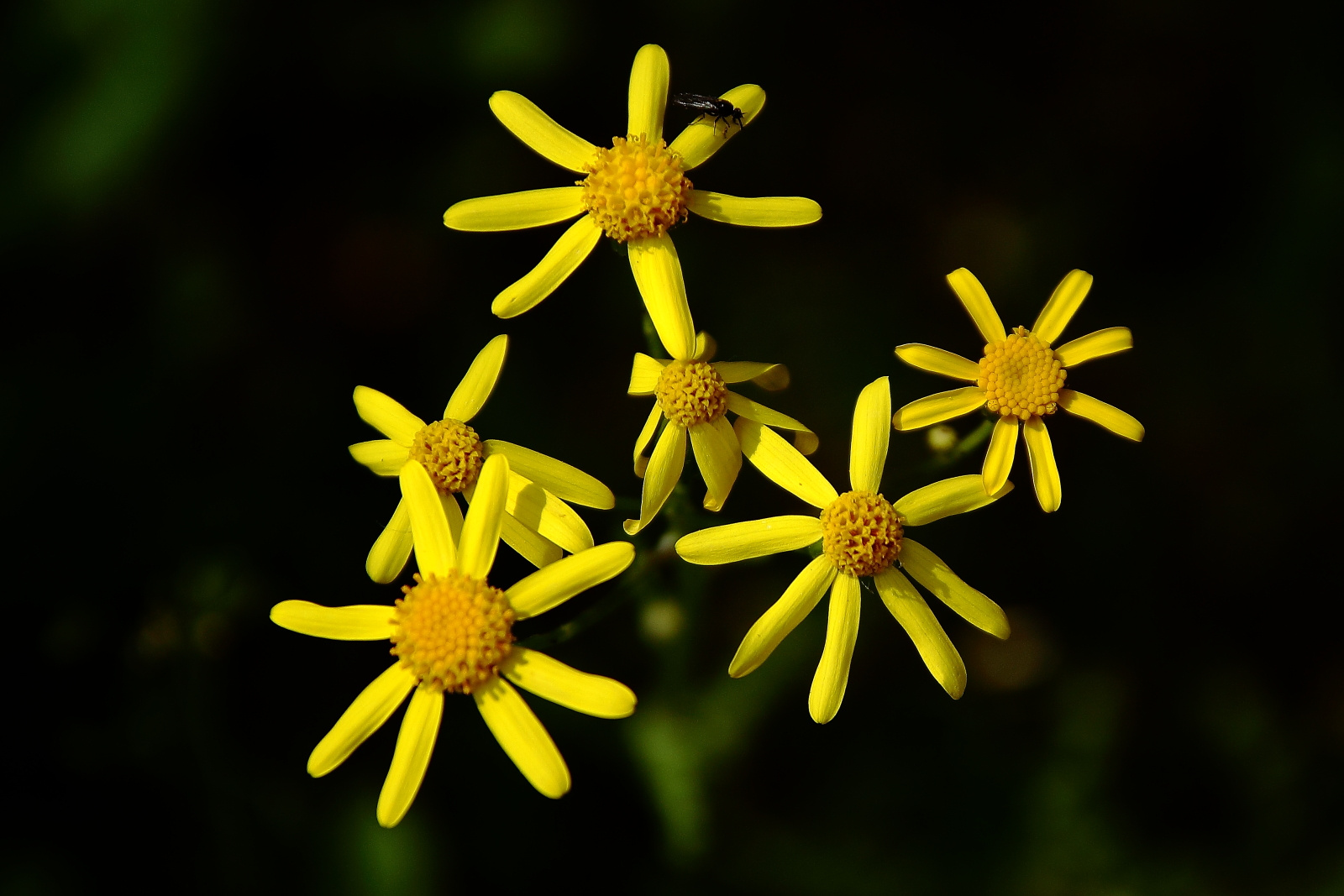 Sárga virágok legyecskével