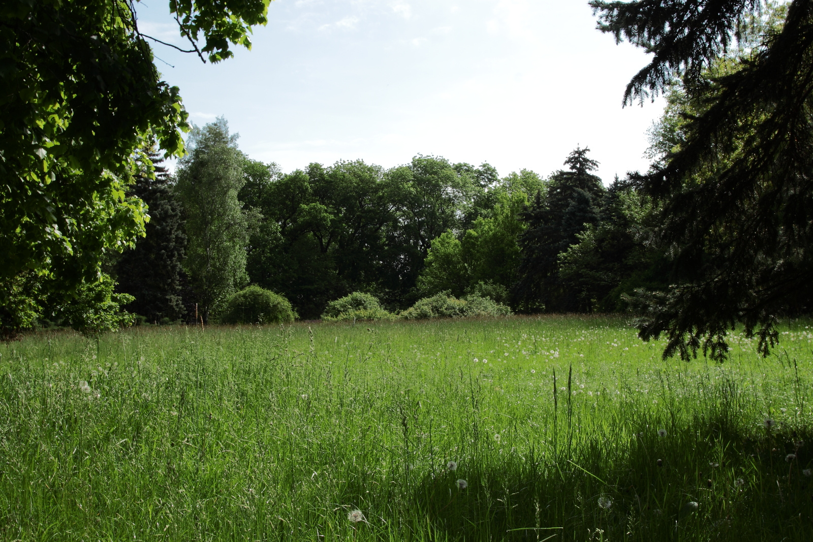 Tisztás a parkban - tiszakürti arborétum