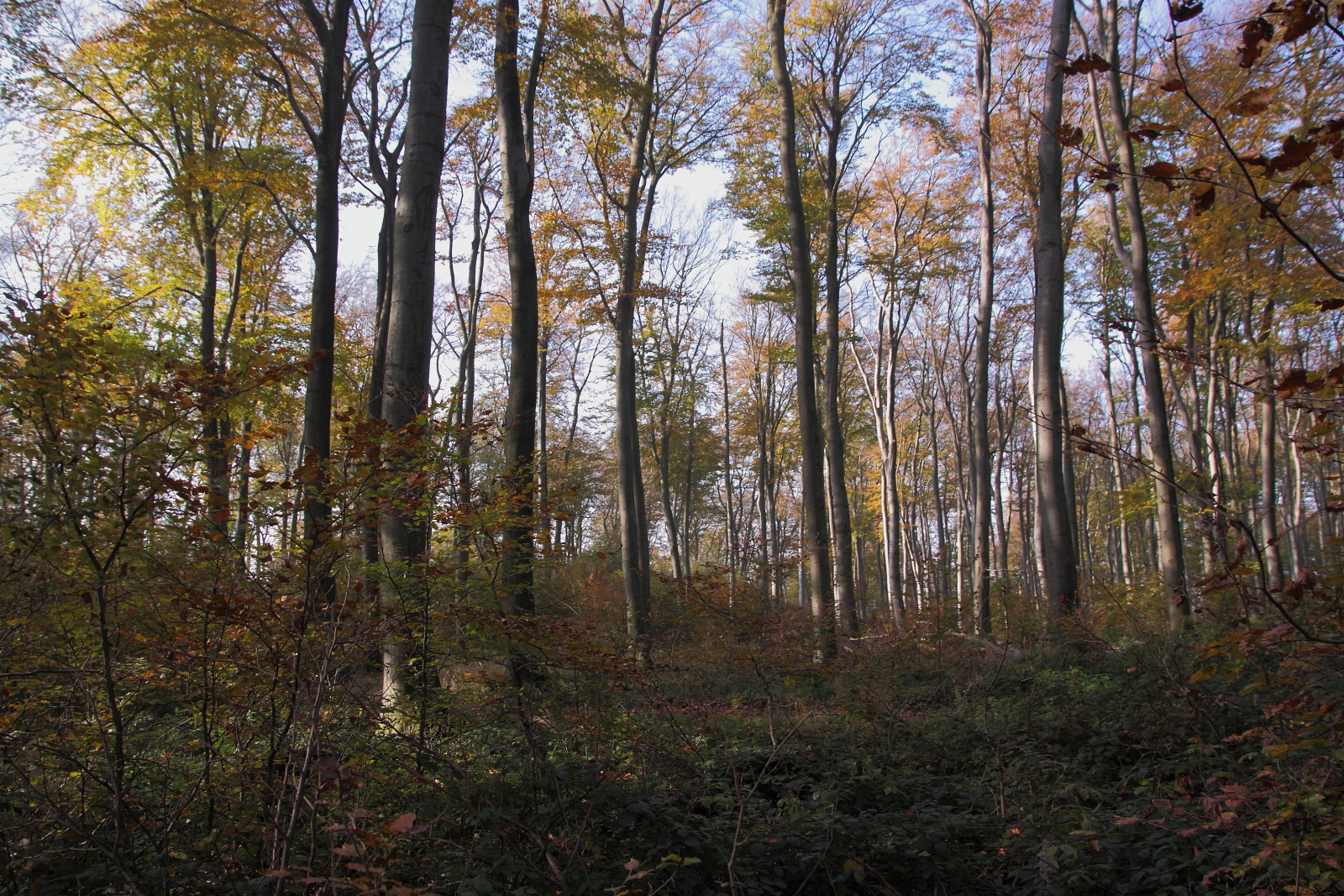 Ritkás erdő novemberben
