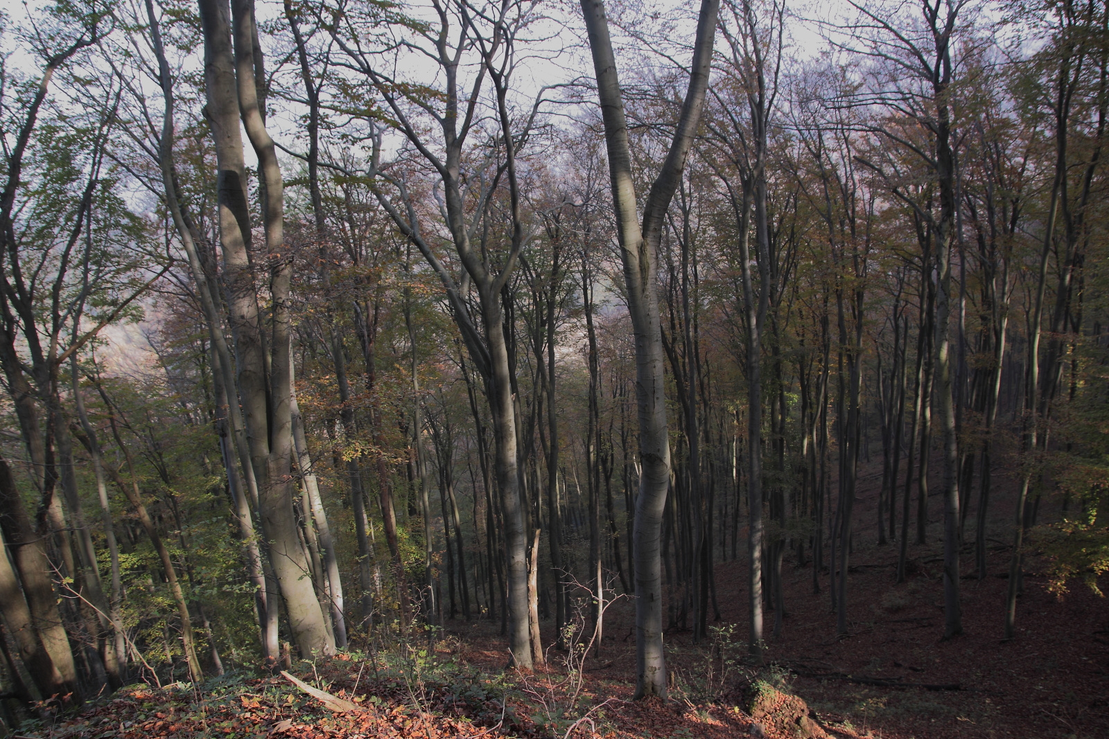 Novemberi erdő No.4