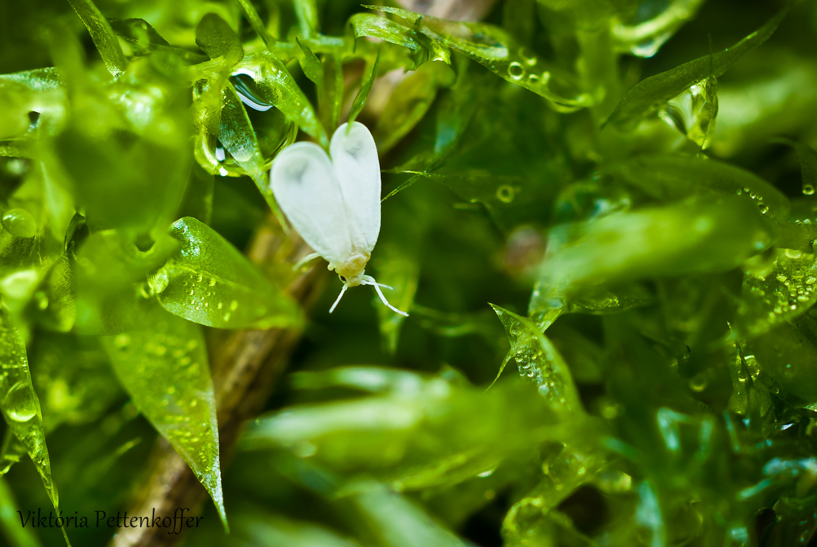 közönséges liszteske (Aleurodes proletella) IGP6634