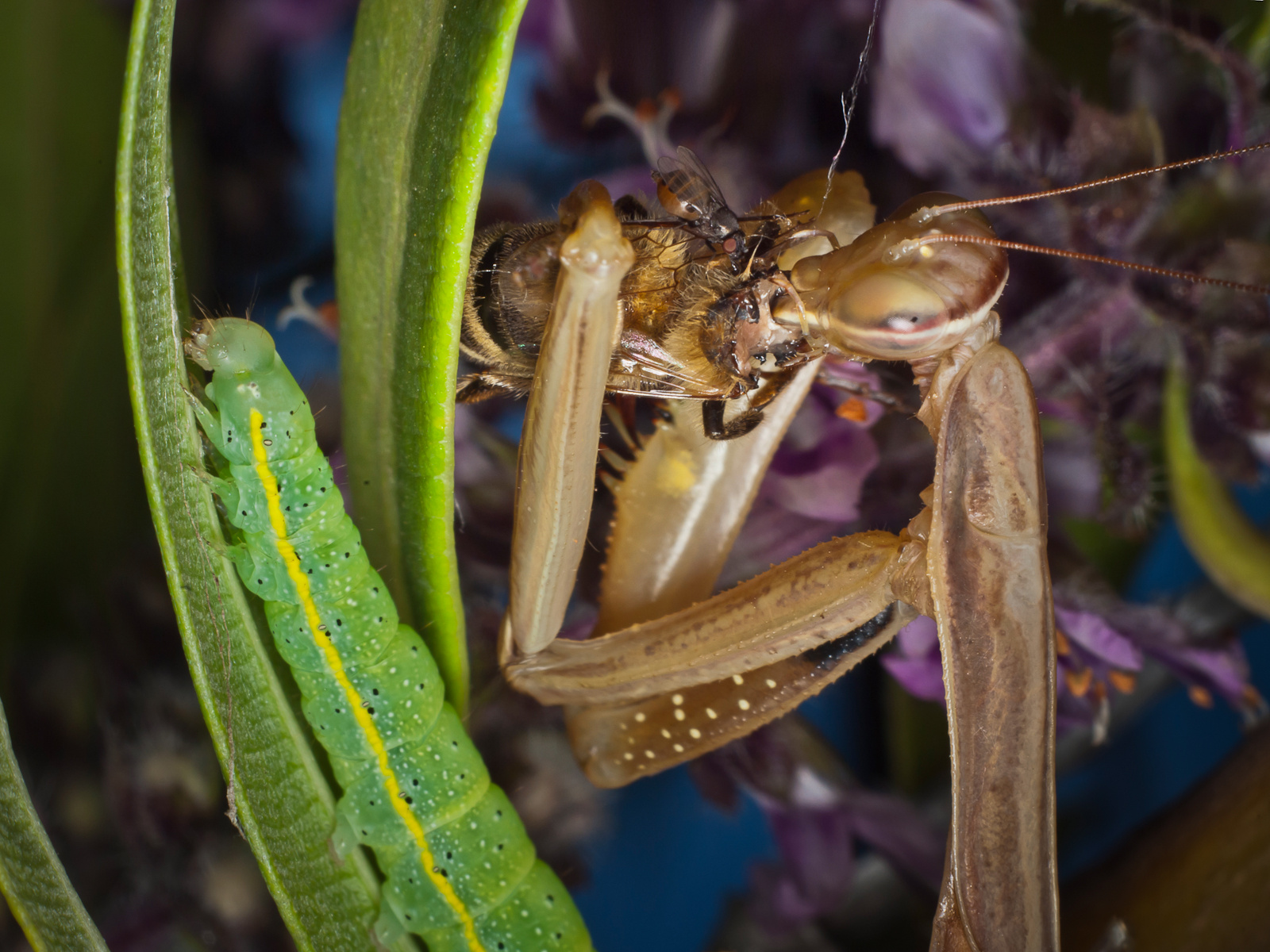 Mantis lakoma