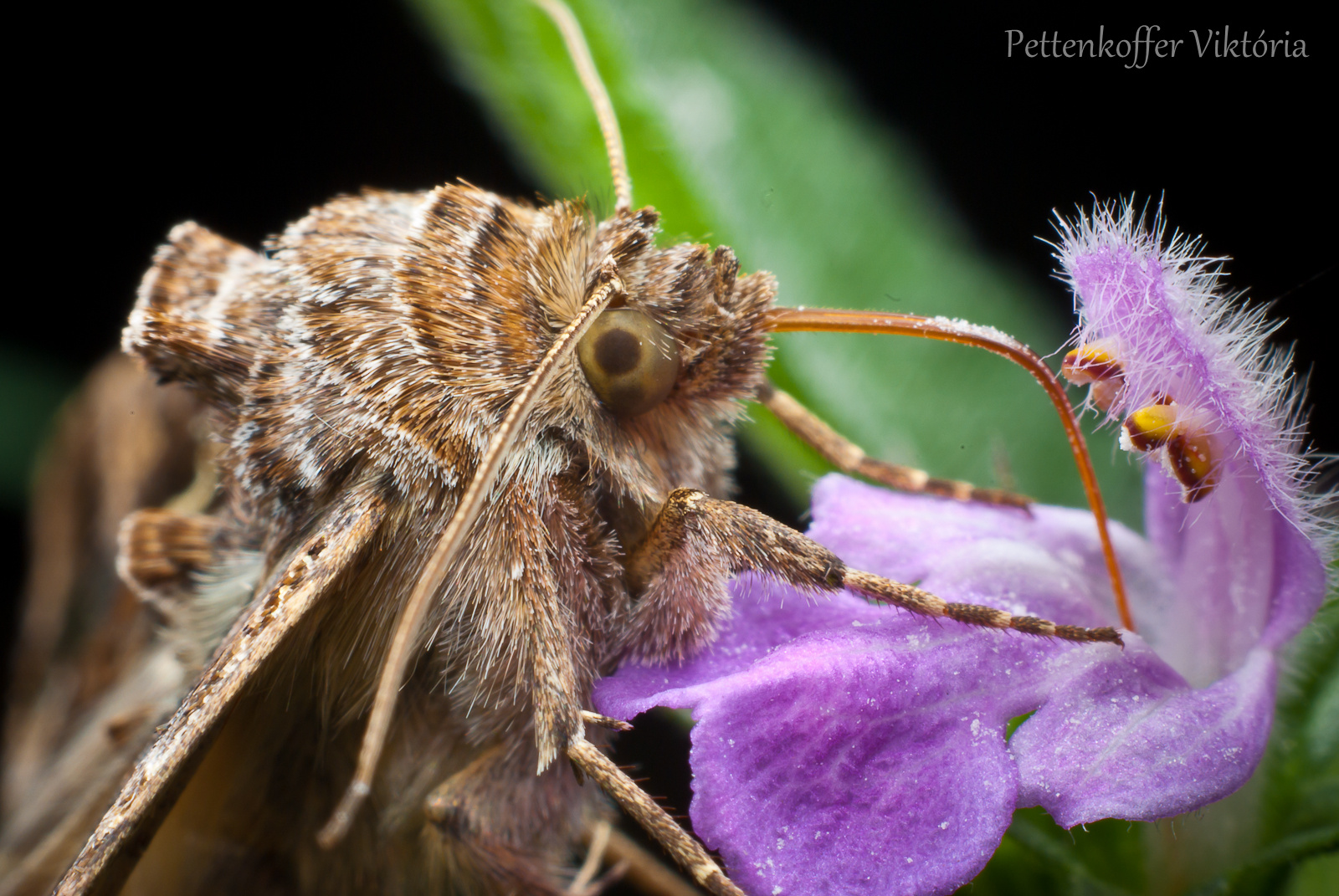 Ezüstgammás aranybagoly (Autographa gamma)