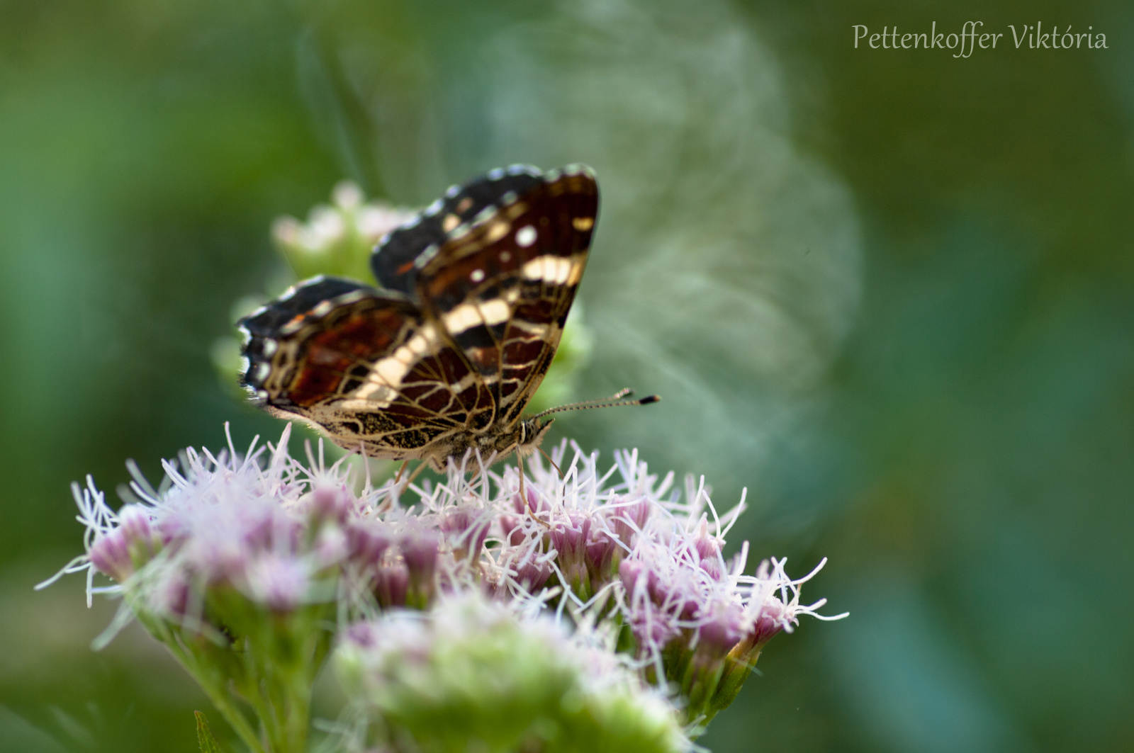 Pókhálós lepke (Araschnia levana)