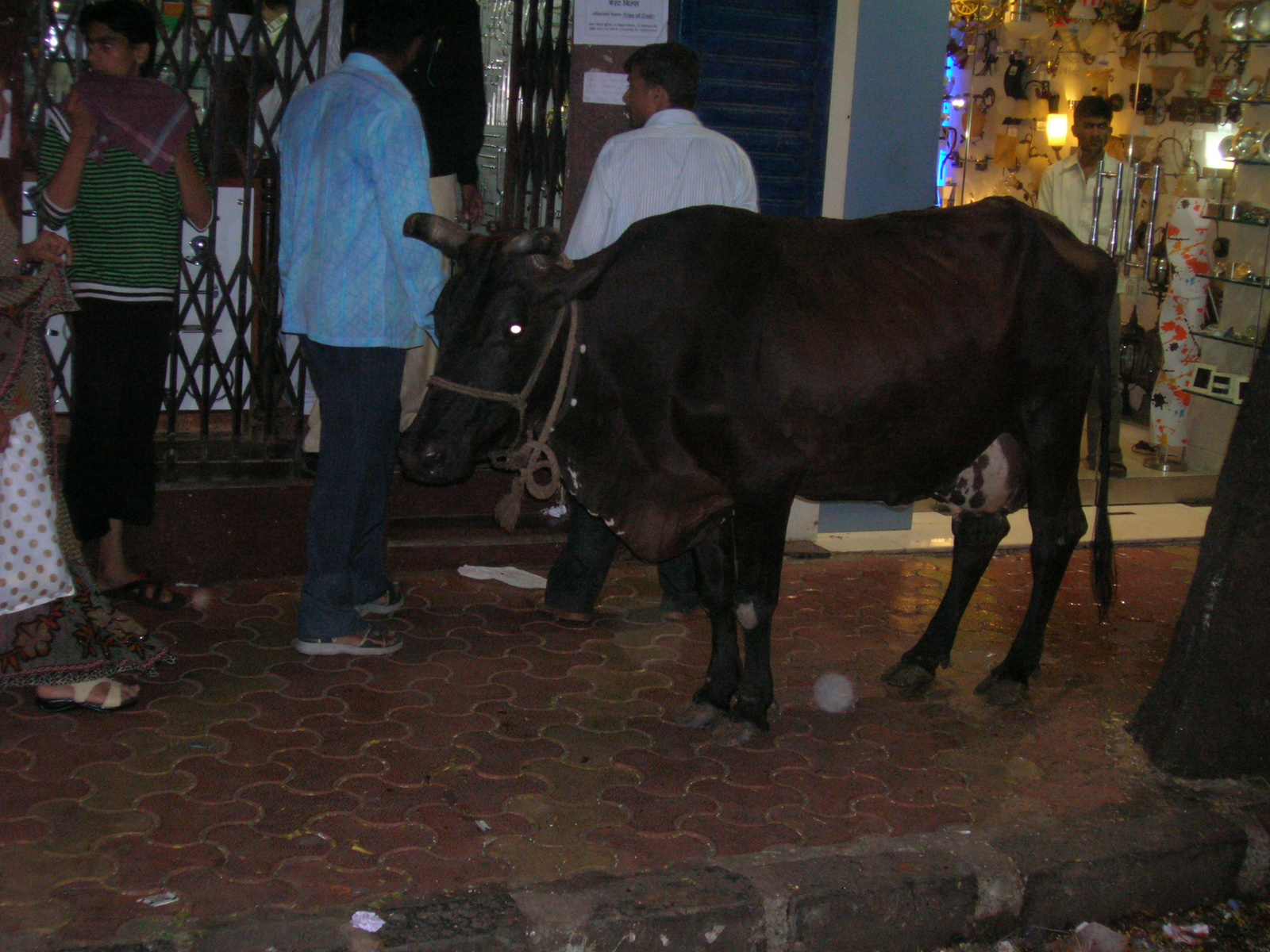 cow on the street