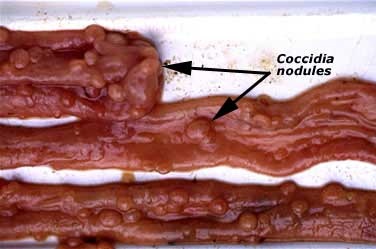 eimeria (bakuensis or crandallis or ovinoidalis or parva) - cocc