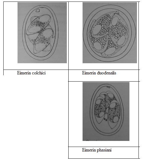 eimeria spp. (fácán)