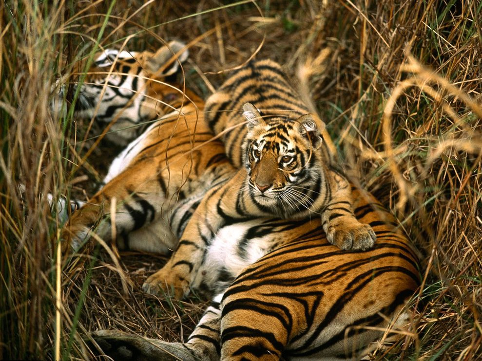 bengal-tigers 10 990x742