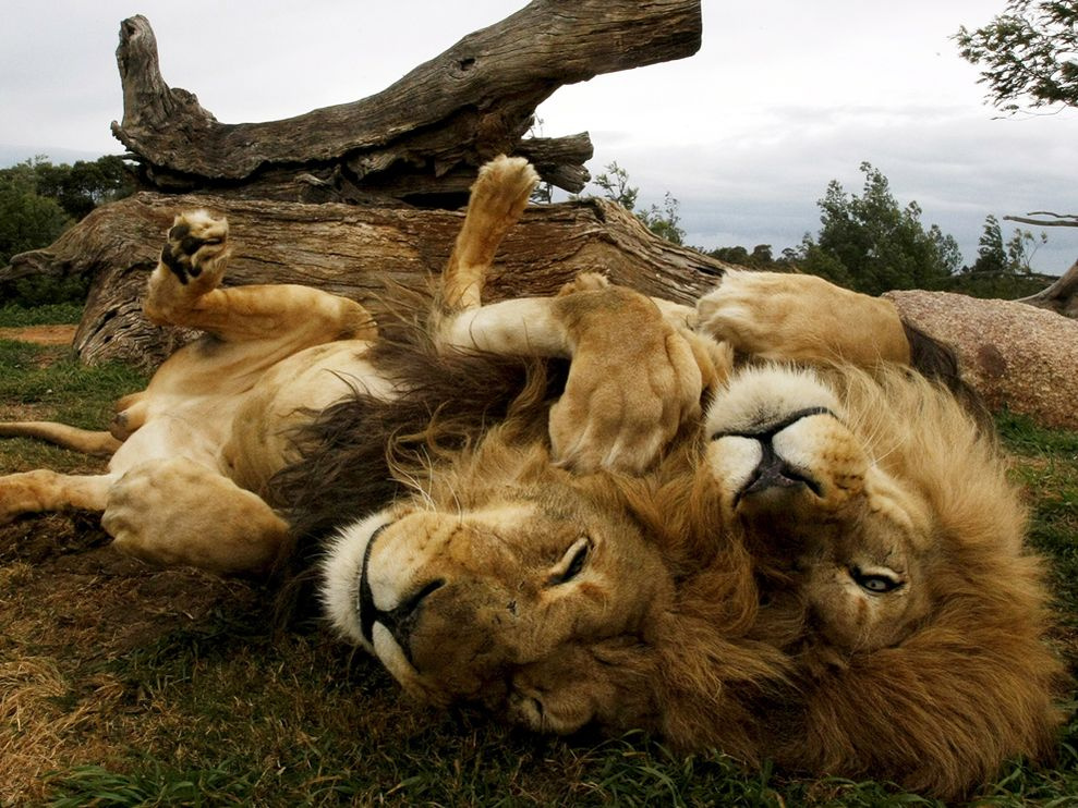 lion-brothers-australia 3637 990x742