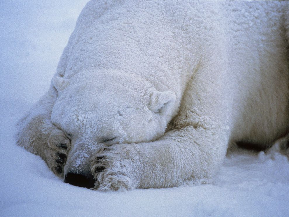 polar-bear-sleeping 666 990x742