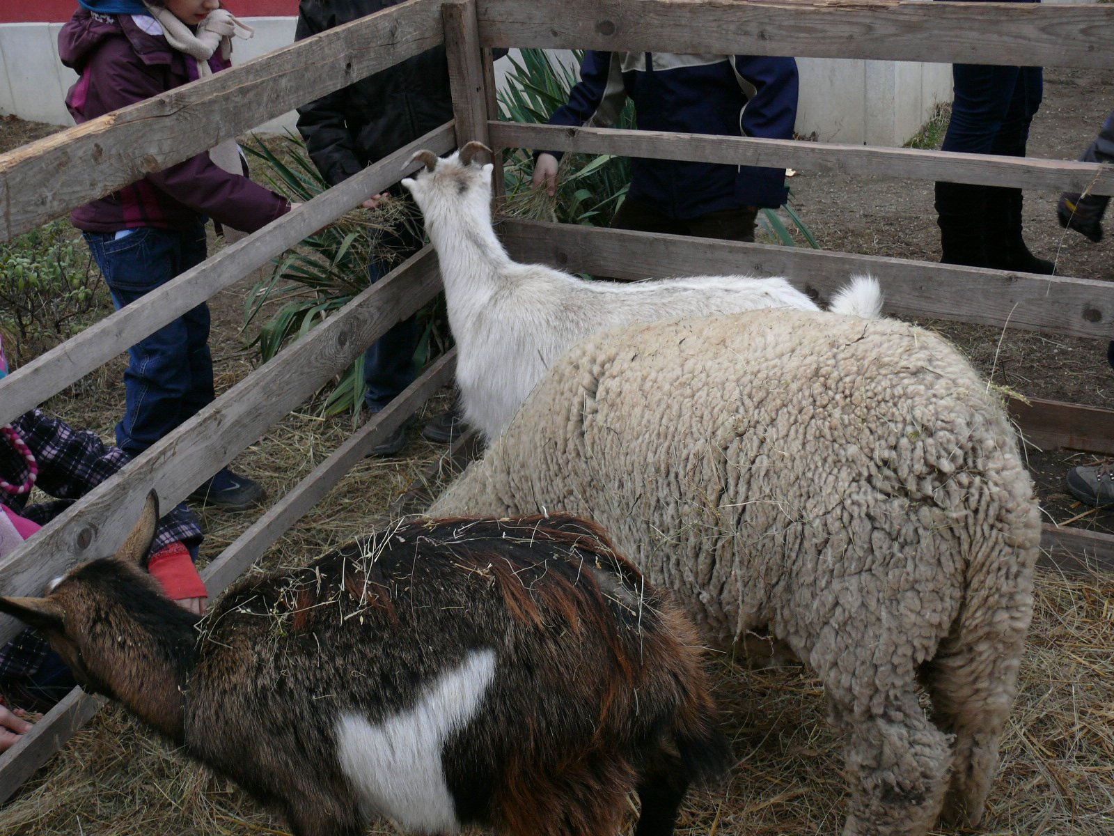 2011 2012 25 Farsangi készülődés 006