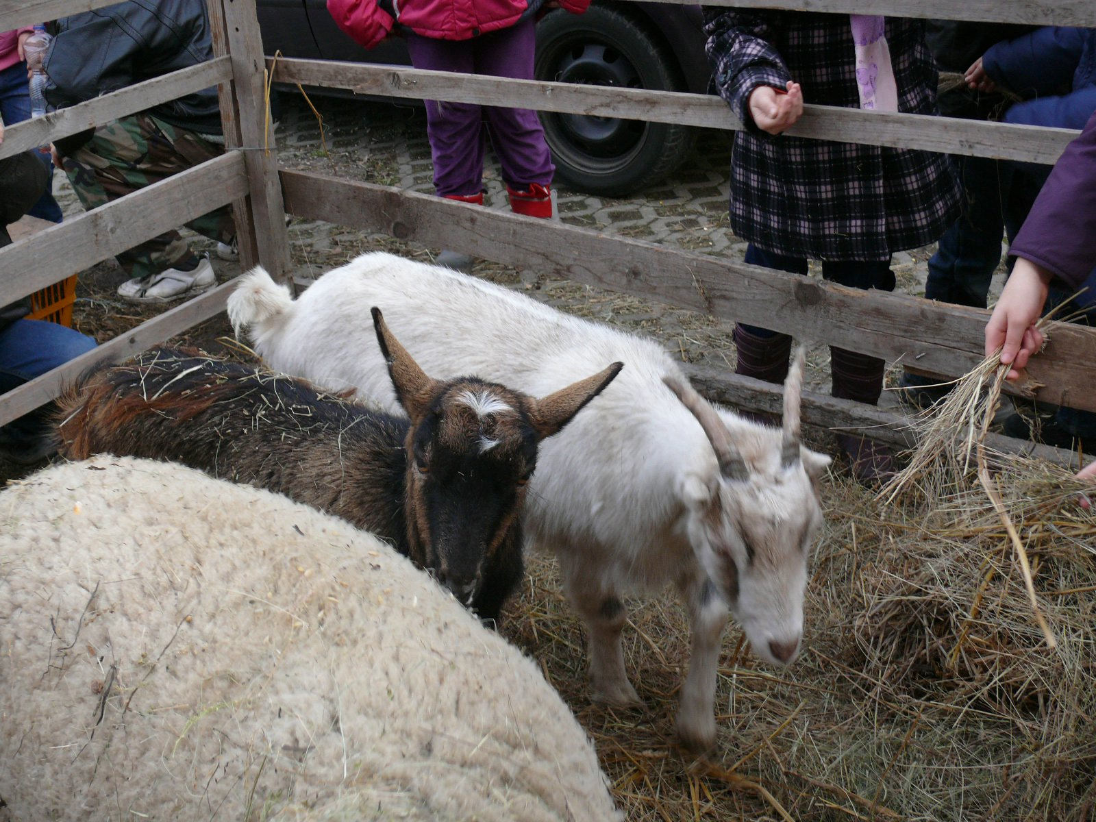 2011 2012 25 Farsangi készülődés 011