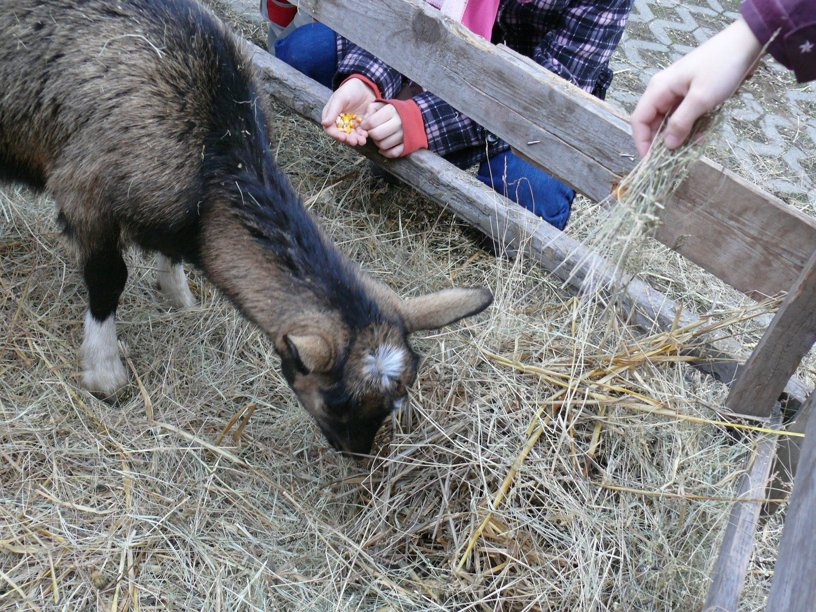 2011 2012 25 Farsangi készülődés 012