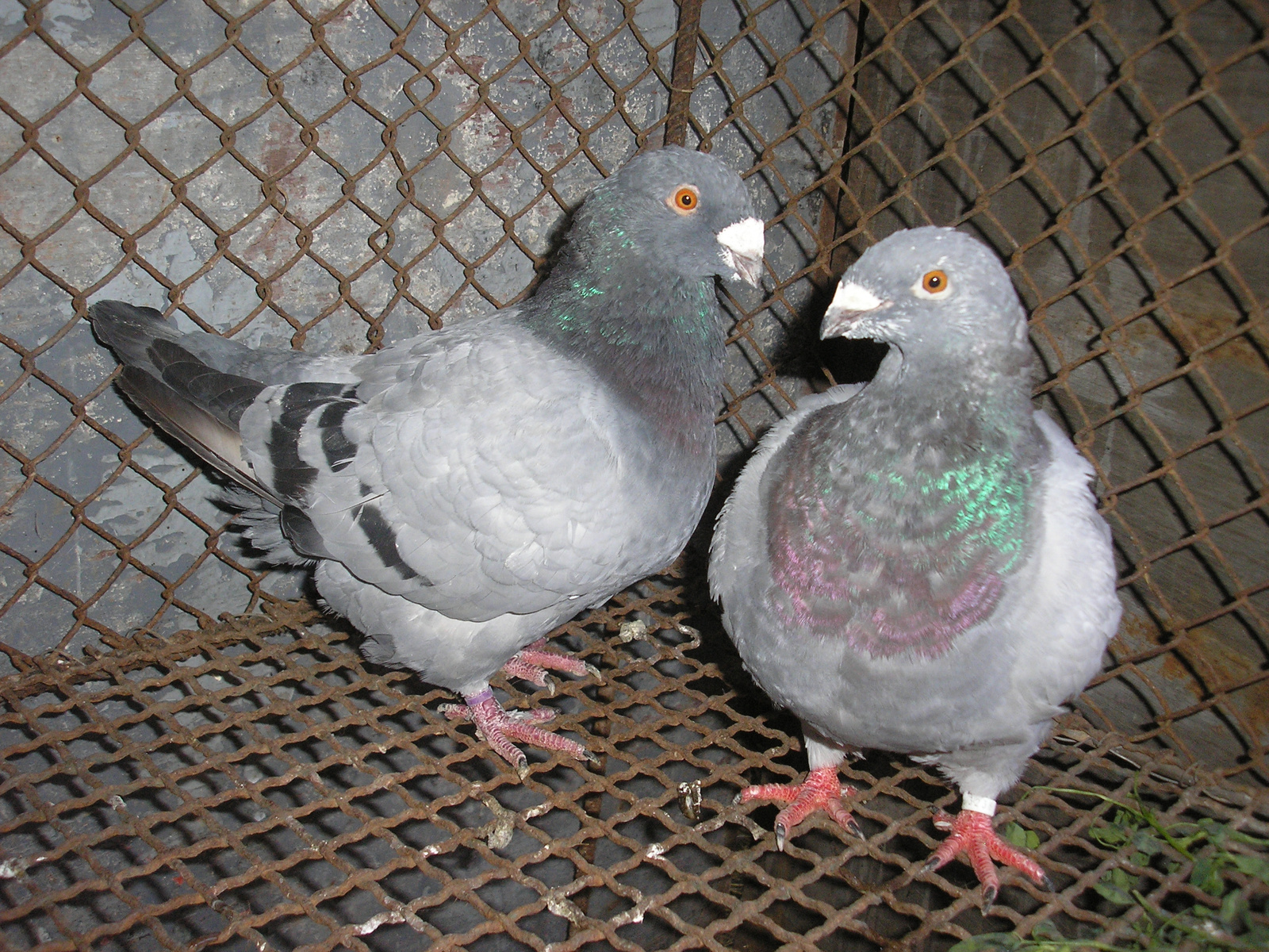 Pigeon 2011 09 28 001