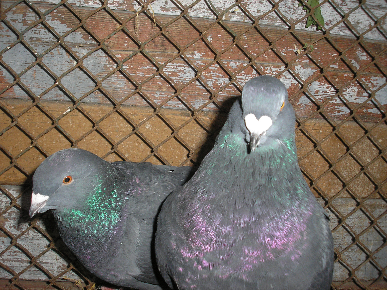 Pigeon 2011 09 28 015