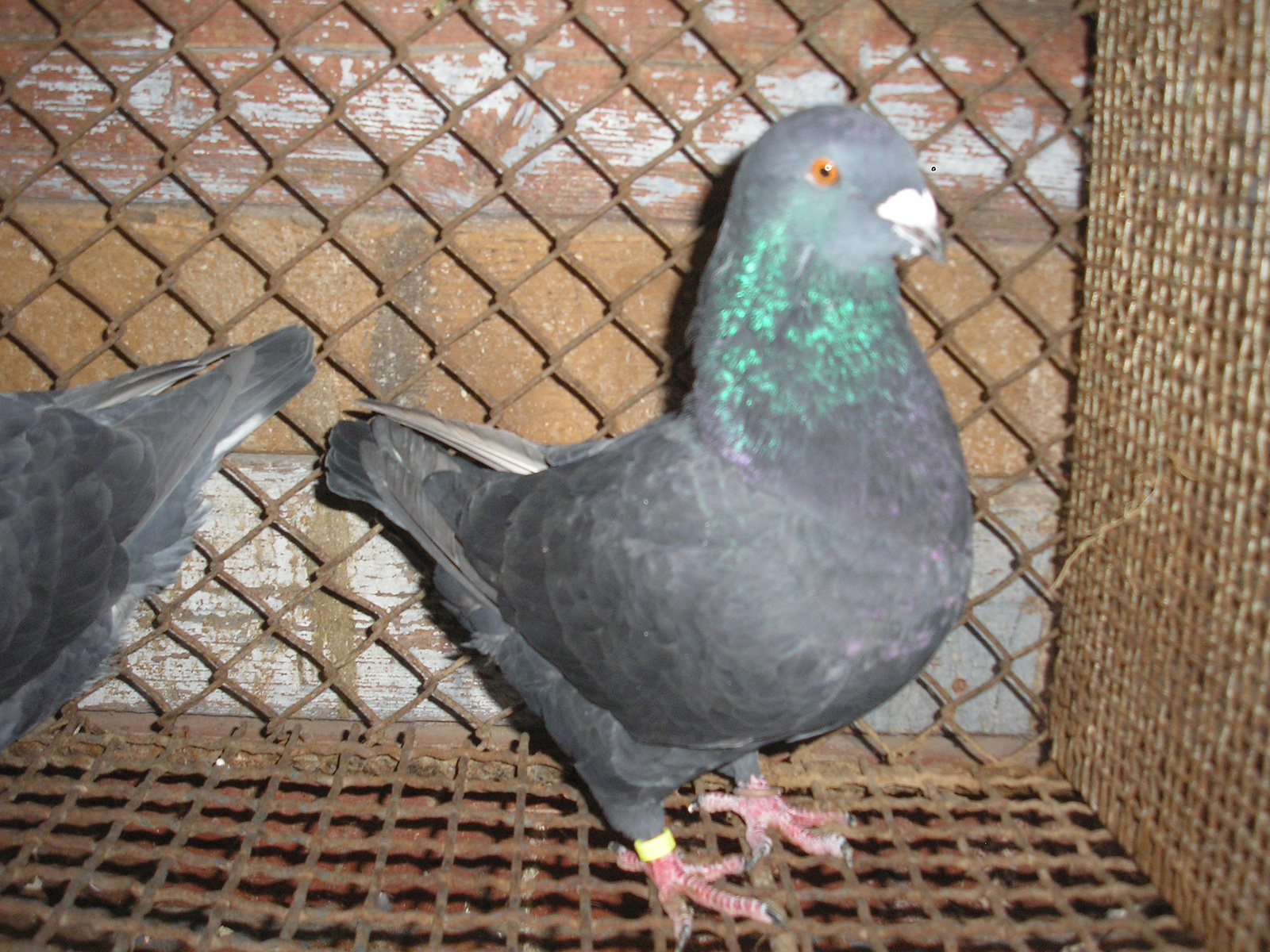 Pigeon 2011 09 28 016