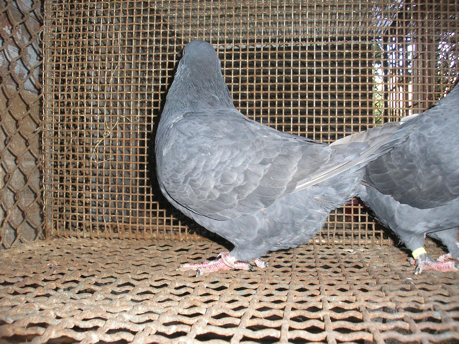 Pigeon 2011 09 28 018