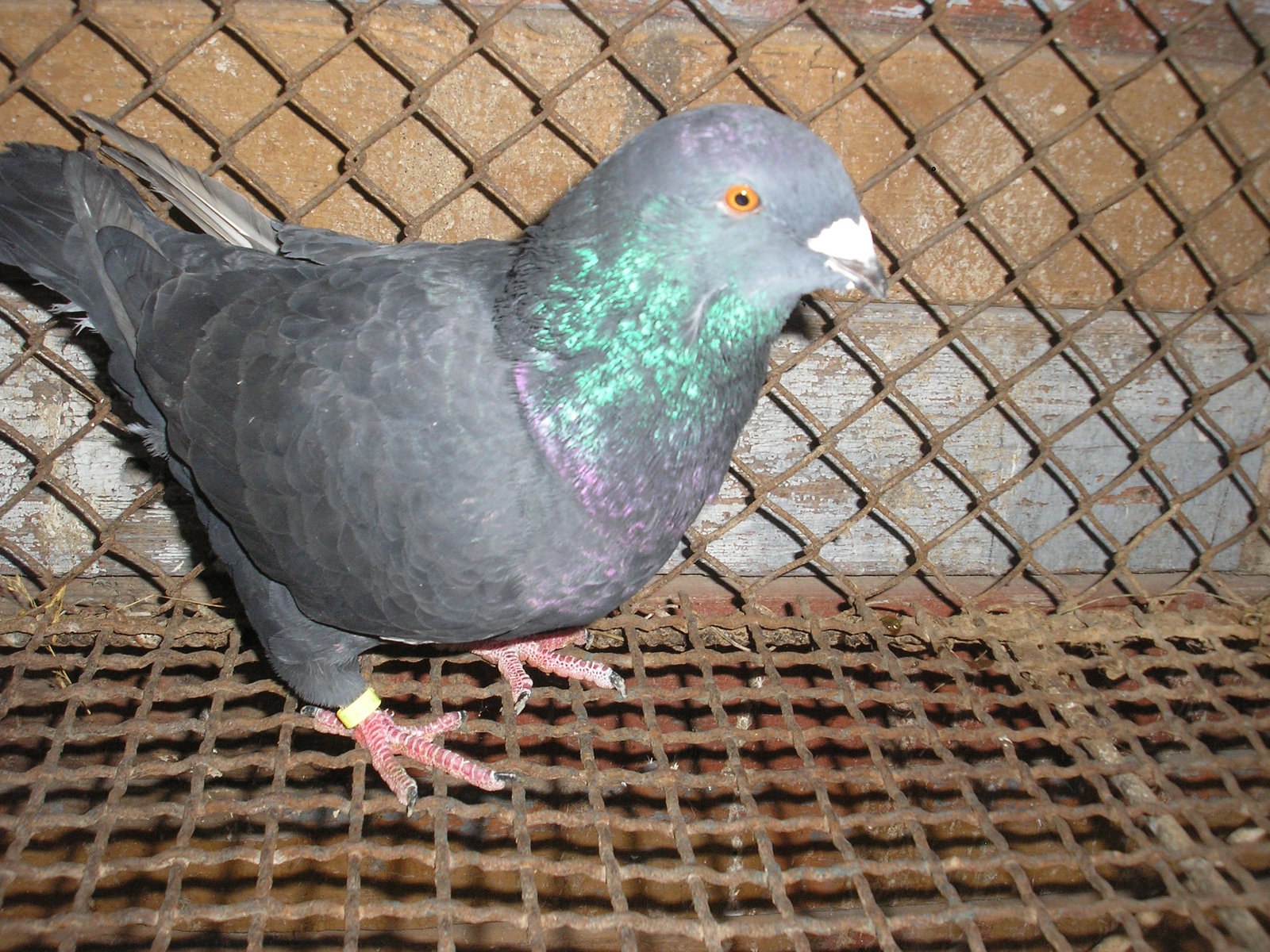 Pigeon 2011 09 28 021