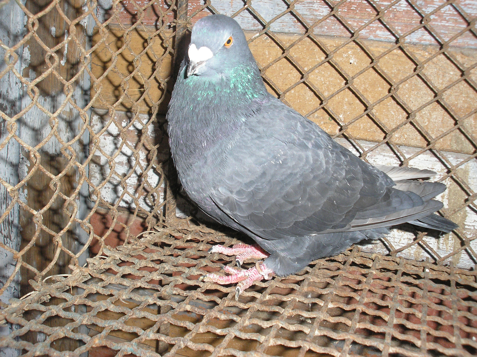 Pigeon 2011 09 28 023