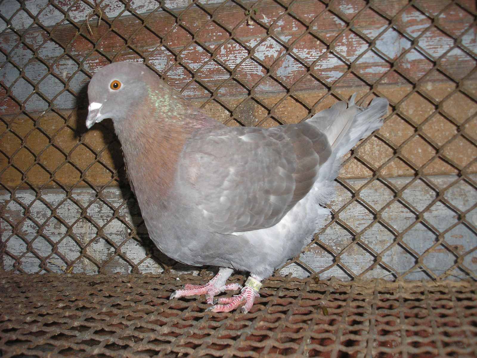 Pigeon 2011 09 28 024