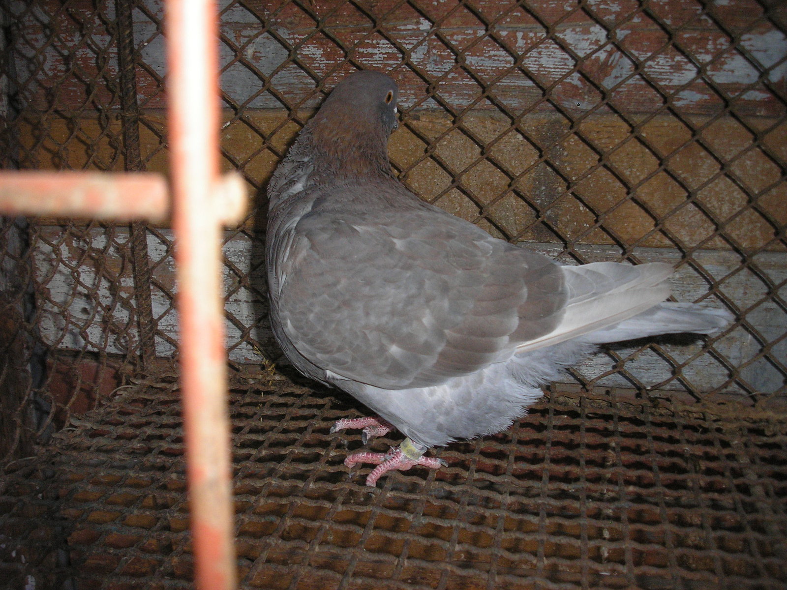 Pigeon 2011 09 28 027