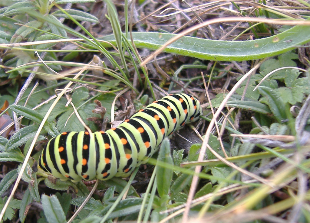 Papilio machaon