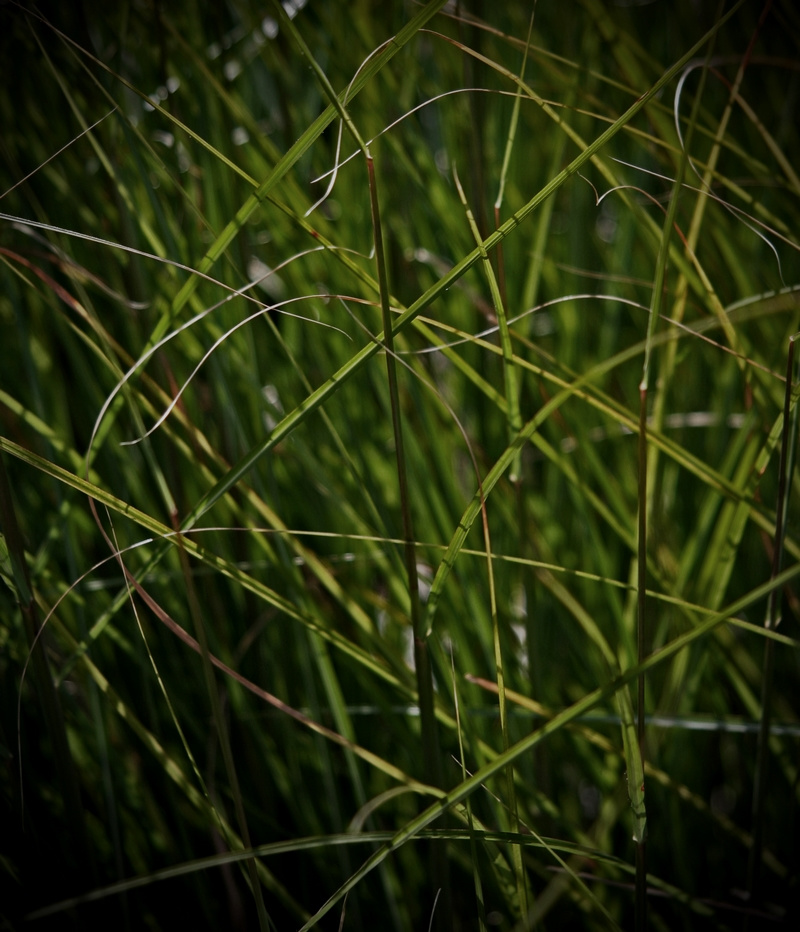 grass small