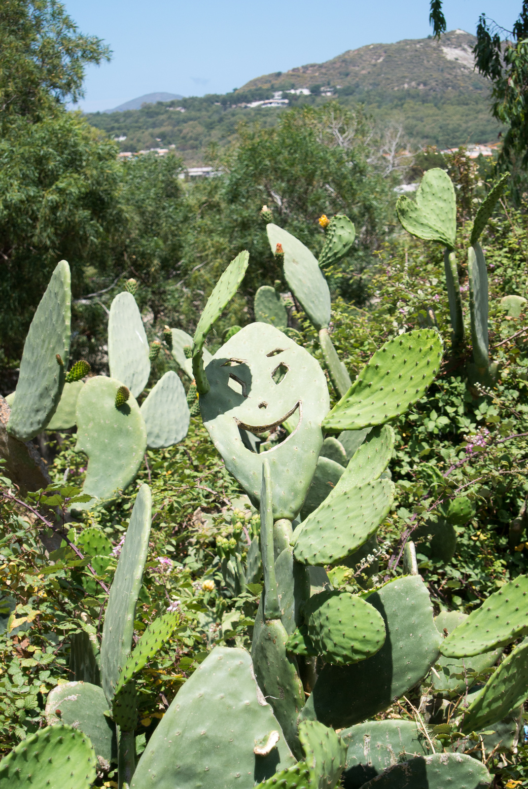 Vicces kaktusz