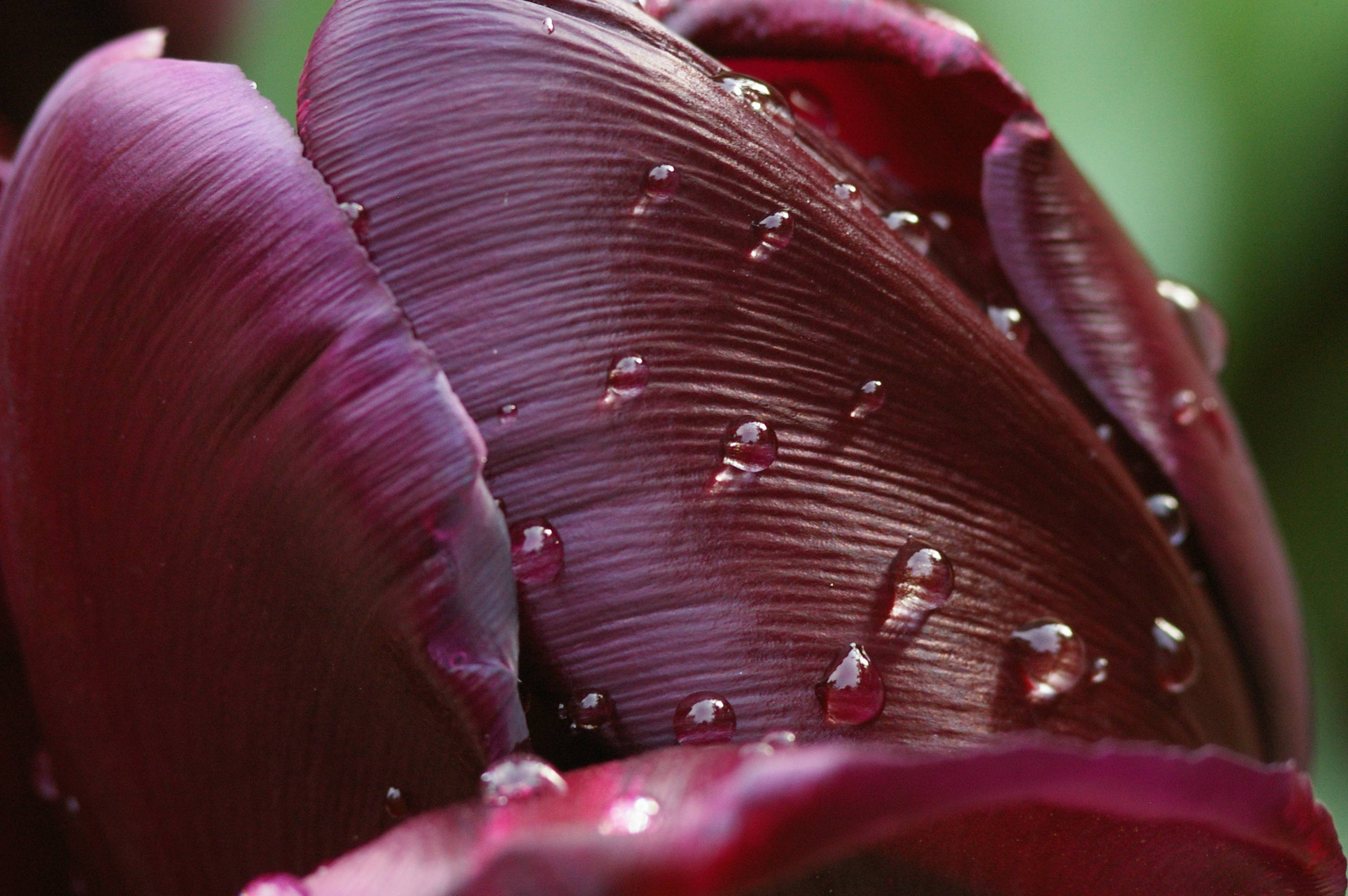 fekete tulipán eső után 3