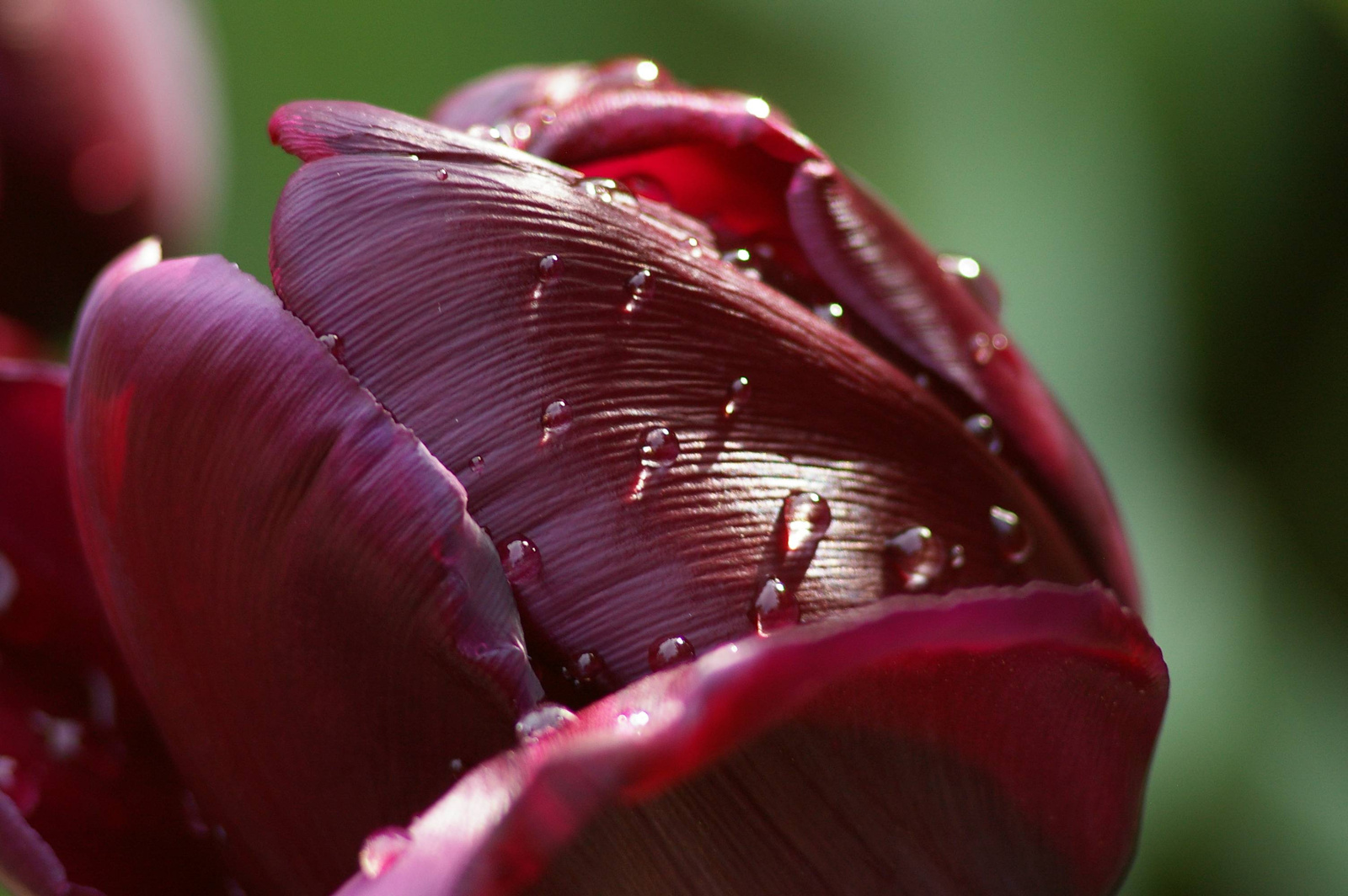 fekete tulipán eső után 2