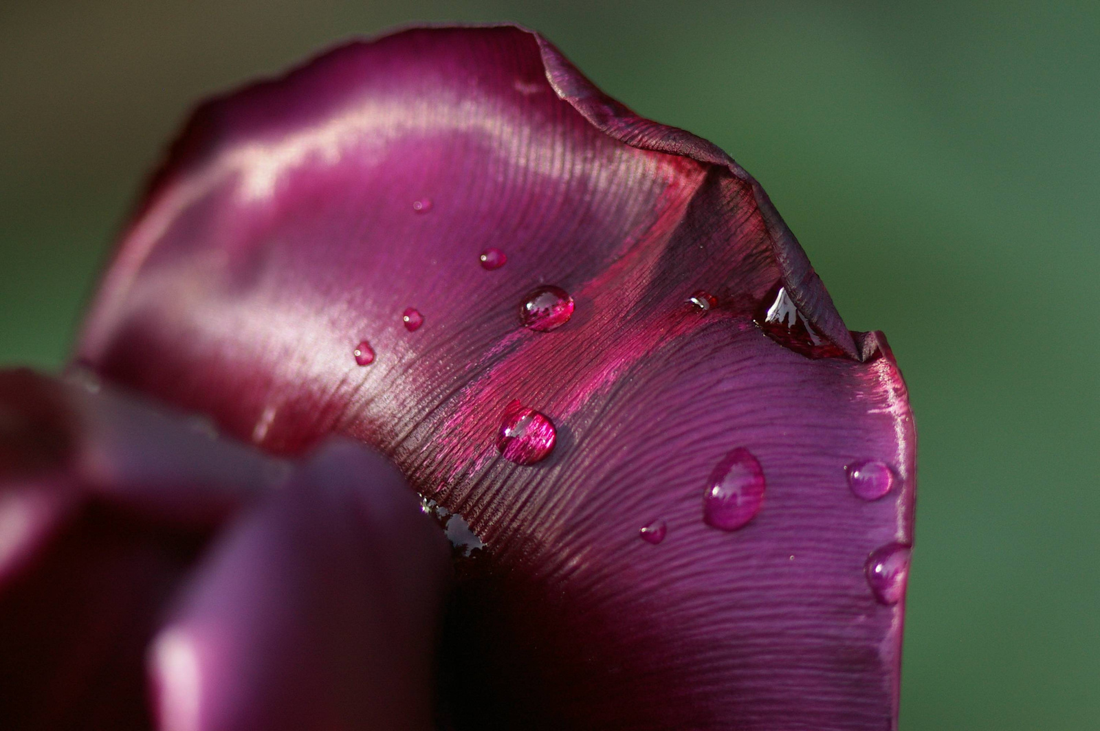fekete tulipán eső után 1