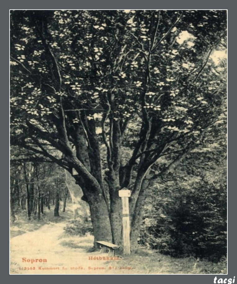 Egykori (eredeti) Hétbükkfa