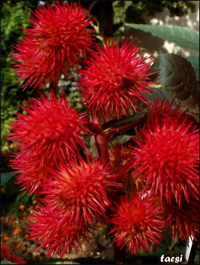 Ricinus virága