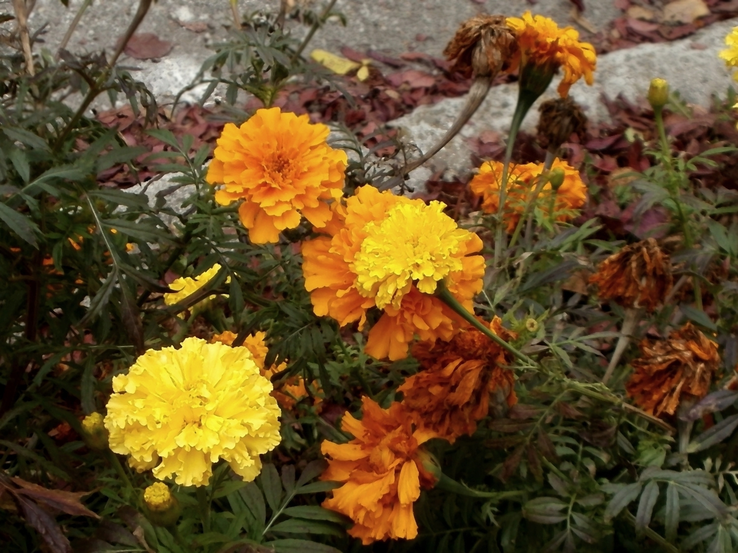 Novemberi virágok