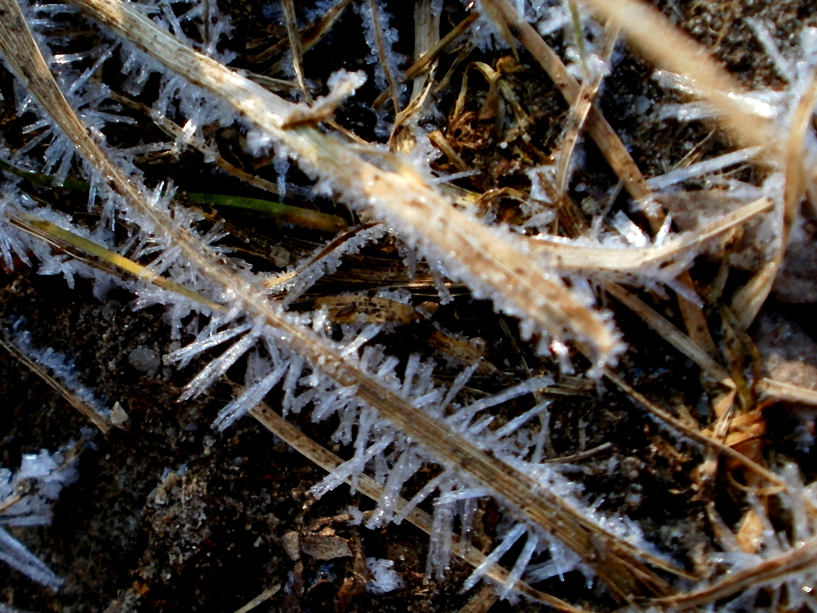 Reggeli jégkristályok az erdei úton